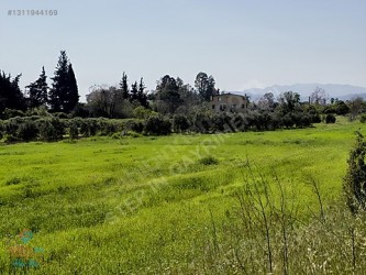 Muğla Menteşe Orhaniye Mahallesi Yaylada Satılık Tarla