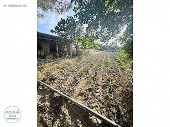 Manisa Yunusemre Evrenos Mh. Satılık Ekili Şehre Yakın Tarla