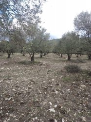 Manisa Saruhanlı Bahadır Mah. Satılık Zeytinli Tarla