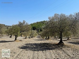 Manisa Saruhanlı Azimli Mah. Satılık Zeytinli Tarla