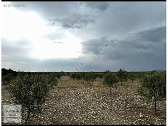 Manisa Saruhanlı Sarıçam Mah. Satılık Tarla