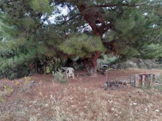 Manisa Yunusemre Turgutalp Mah. 1200 m2 Satılık Bağ-Bahçe
