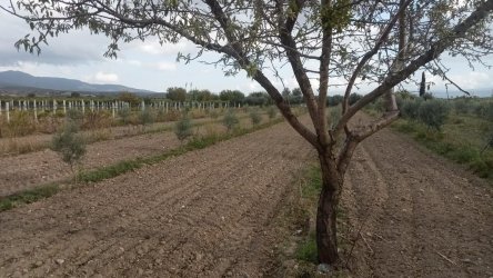 Manisa Saruhanlı Gümülceli Mah.  Satılık Tarla
