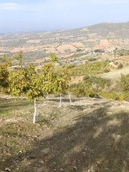 Manisa Kula Bebekli Mah. Satılık Cevizli Tarla