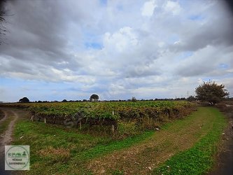 Manisa Şehzadeler Nurlupınar Mh 34 Dönüm Direkli Üzüm Bağı