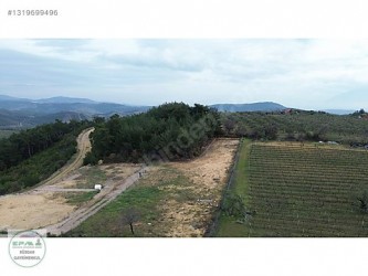 Manisa Yunusemre Büyüksümbülller 1700 m2 Tarla