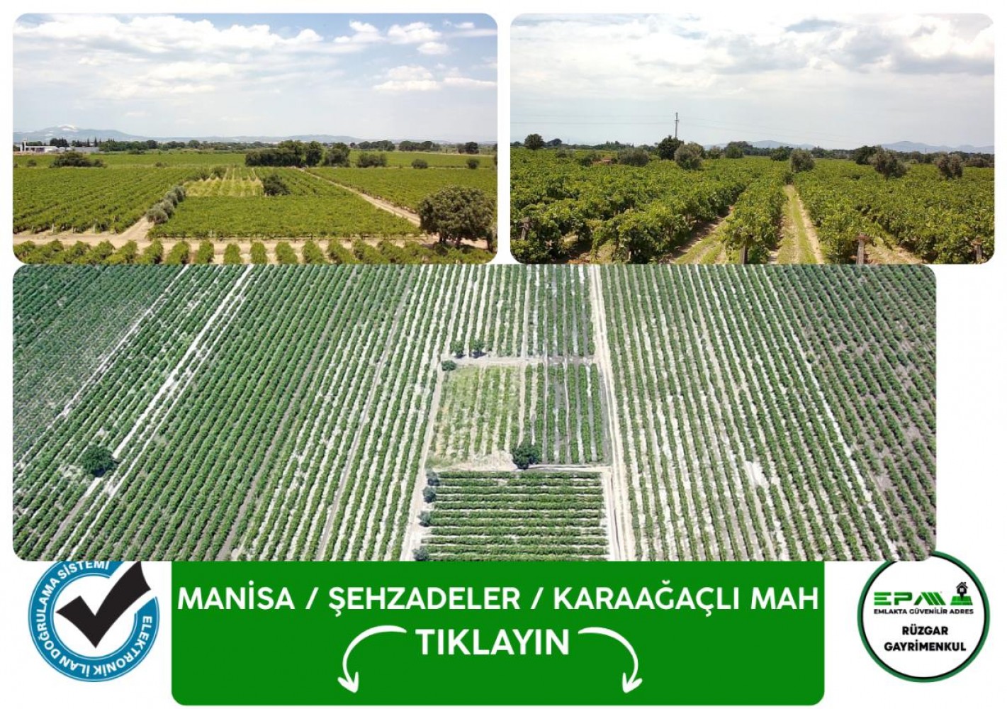 Manisa Şehzadeler Karaağaçlı 2030 m2 Satılık Üzüm Bağı