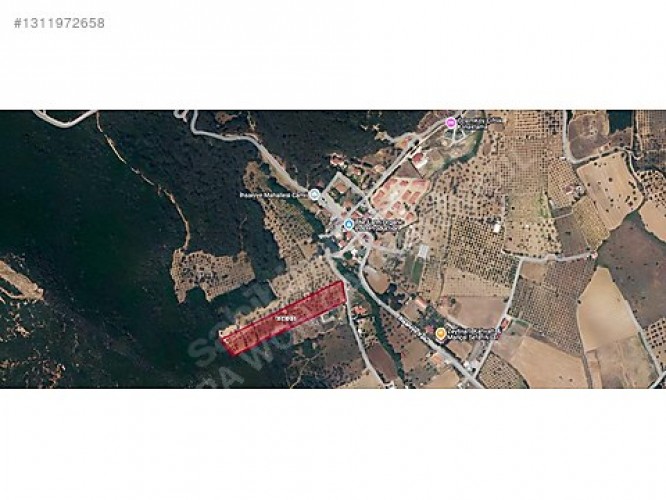 Seferihisar İhsaniyede 11946 m² Zeytin ağaçlı tarla 45m Cepheli