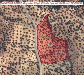 Balıkesir ili Gömeç Kuyualan Köyünde asfalta cepheli zeytinlik