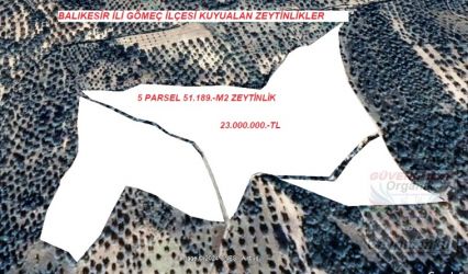 Balıkesir ili Gömeç Kuyualan Köyü 5 PARÇA 51.200.-m2 satılık ZEYTİNLİK