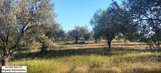 Çanakkale, Bayramiç, Pıtıreli köyündei SATILIK ZEYTİNLİK 18.DÖNÜM 