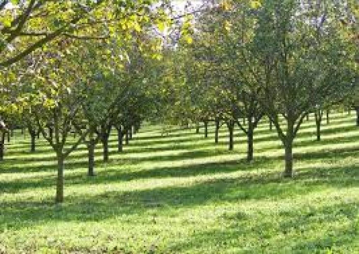 ANTALYA KORKUTELİNDE 1.200 DÖNÜM SATILIK CEVİZ BAHÇESİ