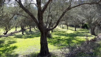 BODRUM KIZILAĞAÇ`DA SATILIK KONUT İMARLI 1700 M2 ARSA