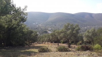 BODRUM KIZILAĞAÇ KÖYÜNDE MUHTESEM DAG VE VADİ MANZARALI KONUT İMARLI SATILIK ARSA