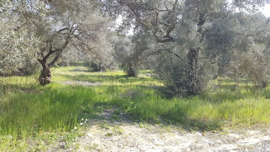  KUŞADASI ÇINARKÖYDE YOLA CEPHELİ 7594M2 SATILIK TARLA