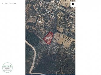 Manisa Saruhanlı Büyükbelen Mah. Satılık Zeytinlik