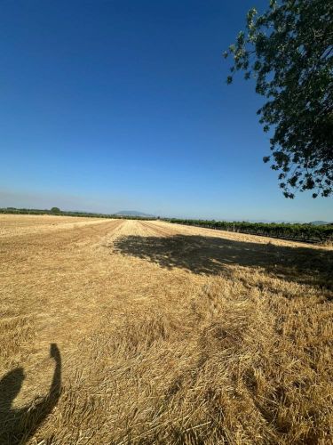 Manisa Şehzadeler Tilkisüleymaniye Mah. Satılık Tarla