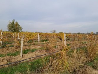 Manisa Şehzadeler Hacıhaliller Mah. 5 Dönüm Satılık Üzüm Bağı