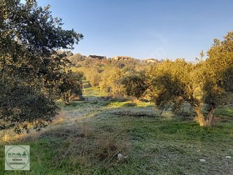 Manisa Şehzadeler Örnekköy 11450 m2 Satılık Zeytinlik