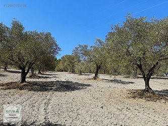 Manisa Saruhanlı Azimli Mah. Satılık Zeytinli Tarla