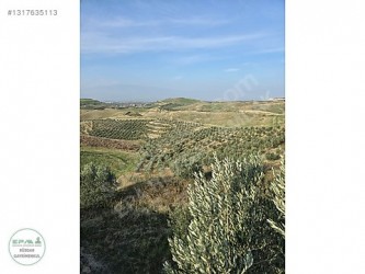 Manisa Alaşehir İsmailbey Mah. 16 Dönüm Satılık Zeytinlik