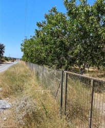 ÇANAKKALE İNTEPE `DE ANAYOLA YAKIN, 19.800 DÖNÜM , CEVİZLİK SATILIKTIR.