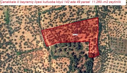 Çanakkale ili Bayramiç İlçesi KUTluoba  köyü SATILIK ZEYTİNLİK