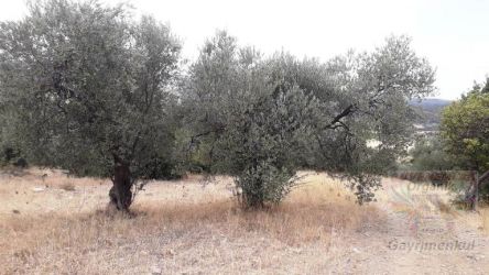 Balıkesir ili Gömeç HACIOĞLU Köyü 5 PARÇA 51.200.-m2 satılık ZEYTİNLİK
