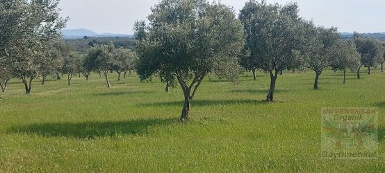 Balıkesir ili Gömeç Kuyualan Köyünde asfalta cepheli zeytinlik