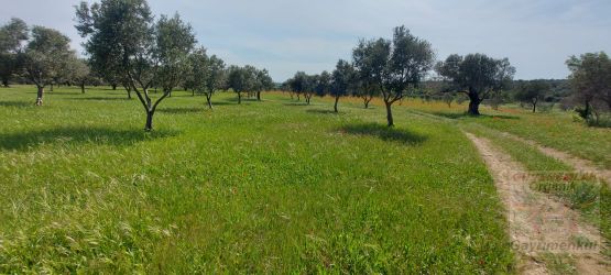 Balıkesir ili Gömeç Kuyualan Köyü  SATILIK zeytinlik