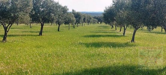 Balıkesir ili Gömeç Kuyualan Köyü 5 PARÇA 51.200.-m2 satılık ZEYTİNLİK