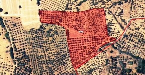 Çanakkale Ezine (GEYİKLİ) Gökçebayır Mevki..10.642.-m2 SATILIK Zeytinlik