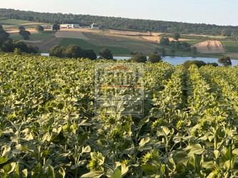 SAKARYA KAYNARCADA CANOL EMLAKTAN SATILIK 9550 M2 ARAZİ