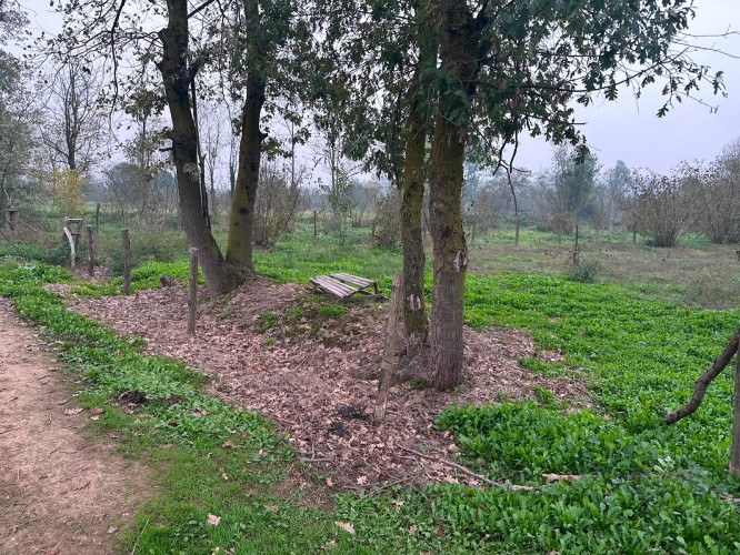 SAKARYA HENDEK UZUNÇARŞI MAHALLESİNDE ASFALTA 150 M YAKININDA SATILIK FINDIK BAHÇESİ