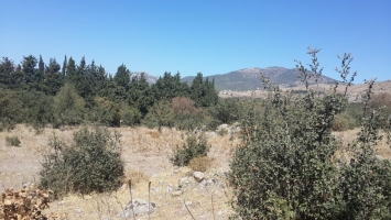 ORTAKENT`TE DENİZE 5 DAKİKA MESAFEDE YATIRIMLIK SATILIK 23.000 M2 TARLA